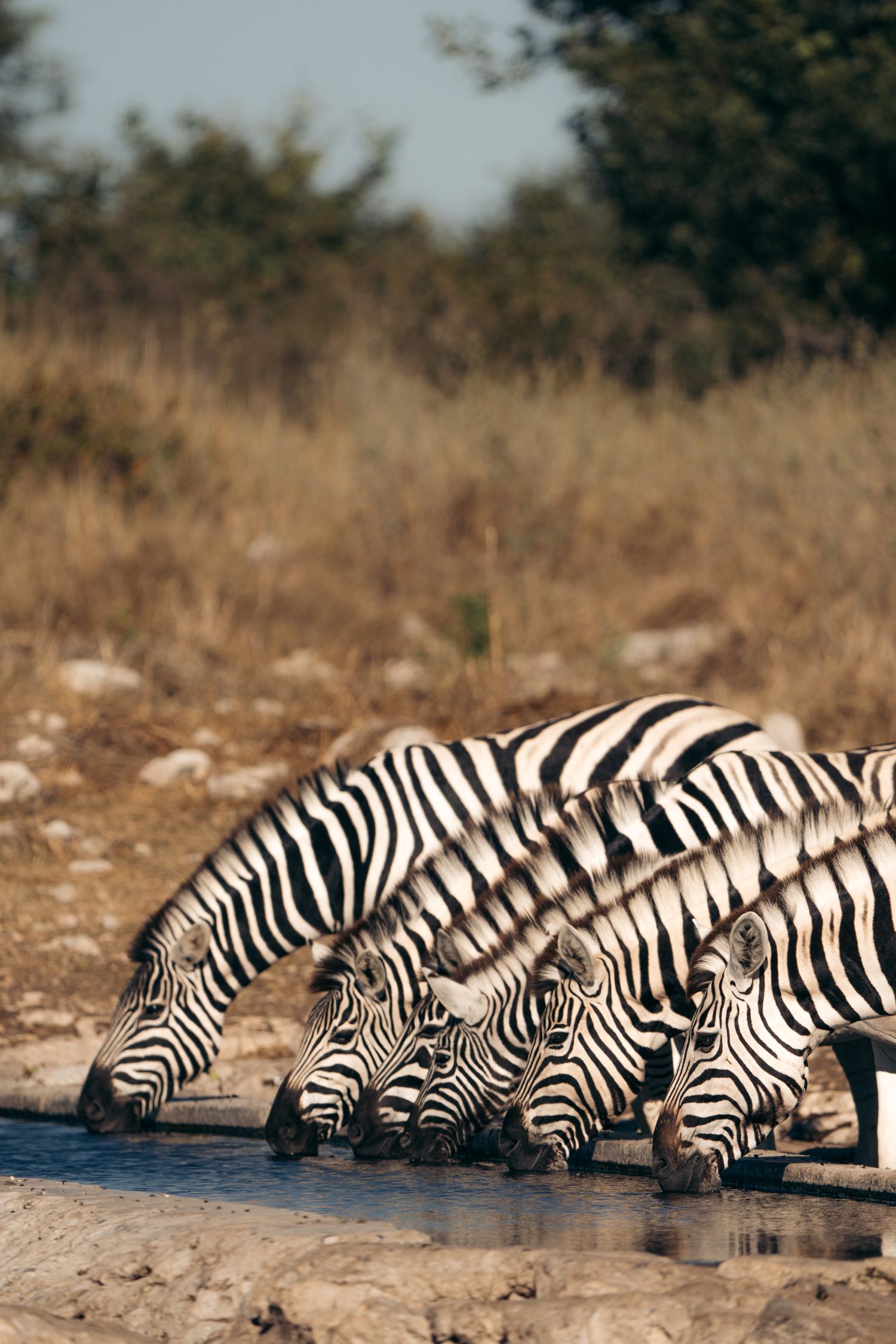 six zèbres qui viennent boire dans un plan d'eau à etosha