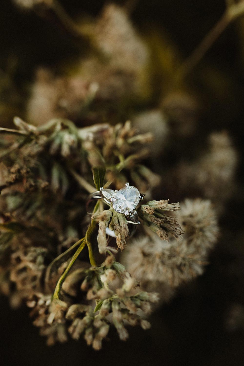 Diamond engagement ring nestled among dried flowers and dandelions in nature setting.