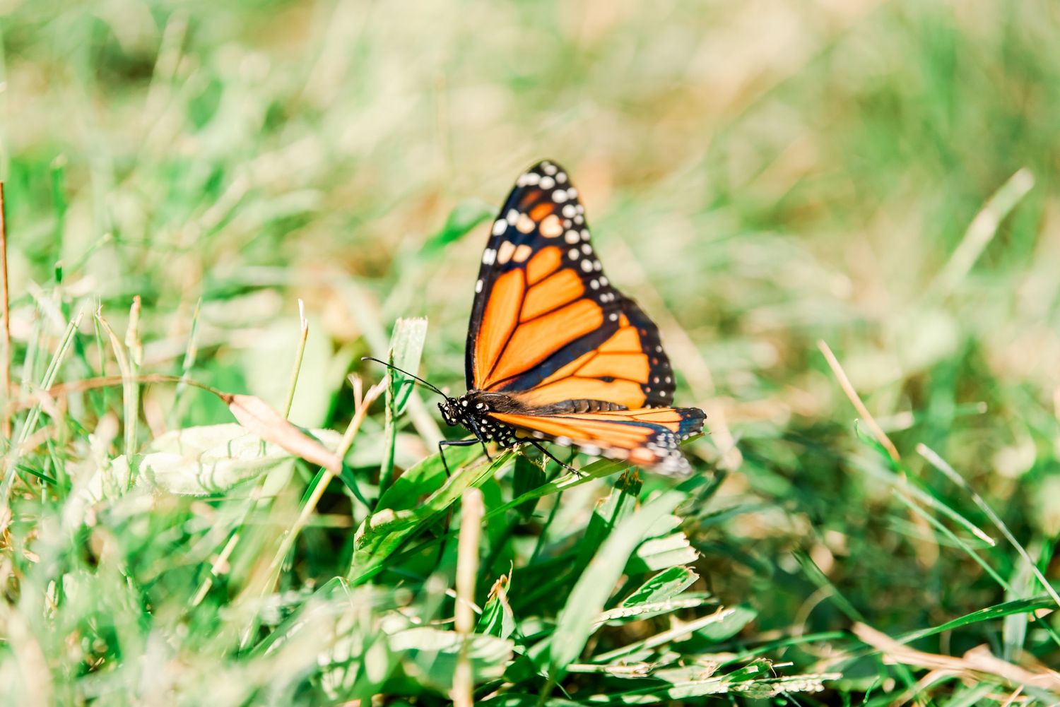 Monarch butterfly perches delicately on green grass blades in a sunny garden setting.