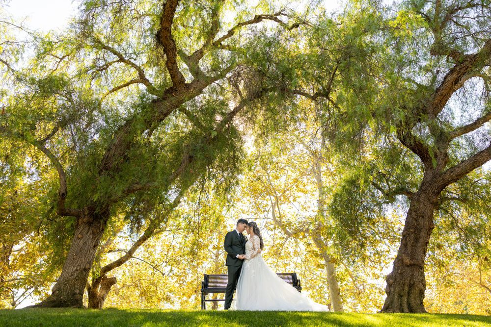 Newlyweds pose under majestic willow trees in golden afternoon sunlight.