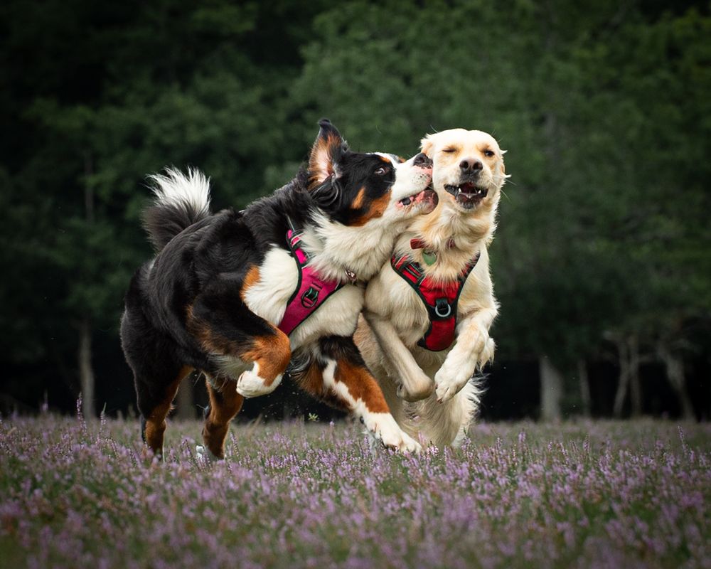 Dog action photographer near me