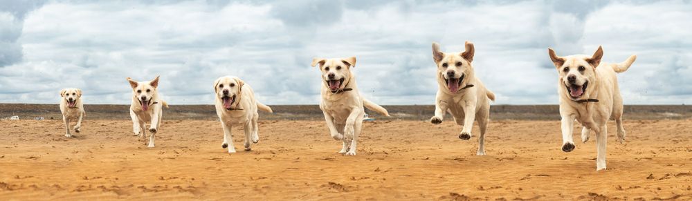 Labrador location action photography new forest