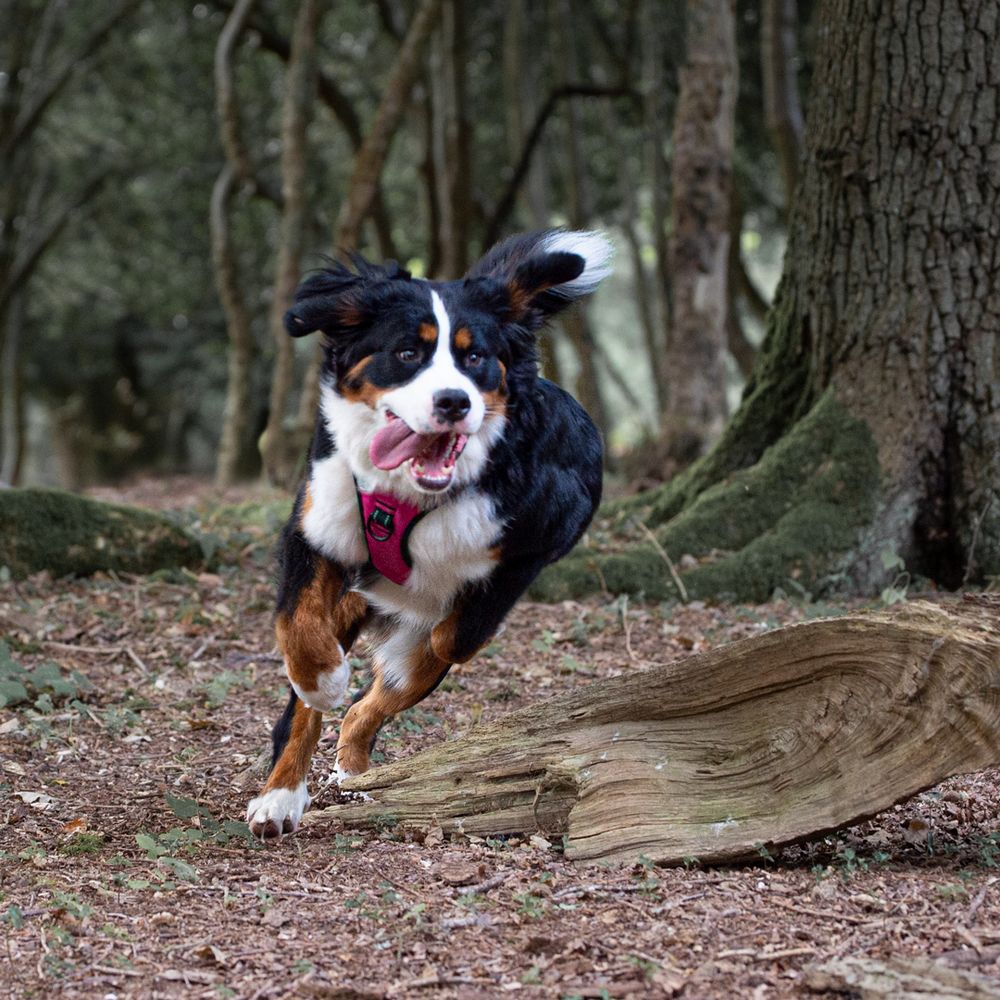 Dog action photographer Southampton Hampshire