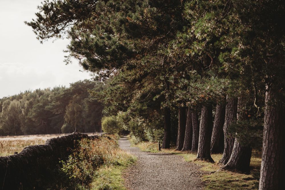 A serene gravel path lined with tall pine trees beside a stone wall in a lush countryside landscape.