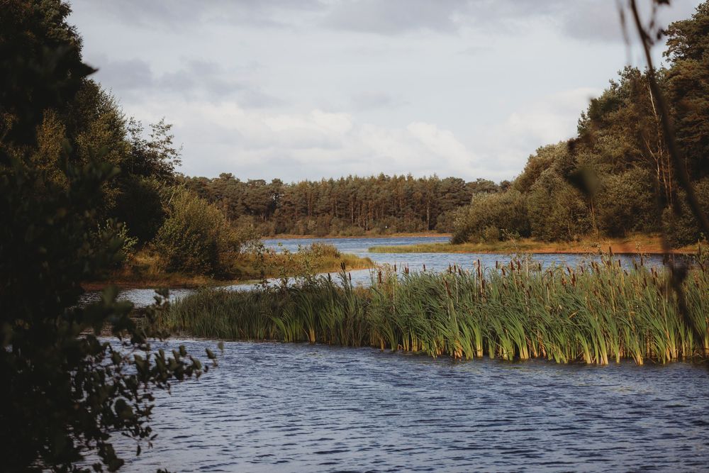 A serene lake surrounded by lush green reeds and dense forest under a cloudy sky.