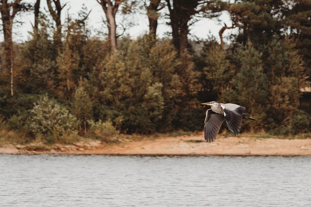 A great blue heron soars gracefully over calm water near a sandy shoreline with dense autumn trees in the background.