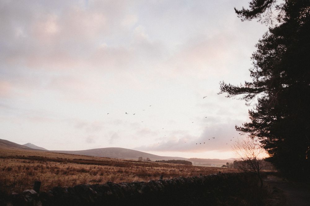A serene moorland landscape at dusk with golden grass, rolling hills, birds in flight, and a lone tree silhouetted against a pastel sky.