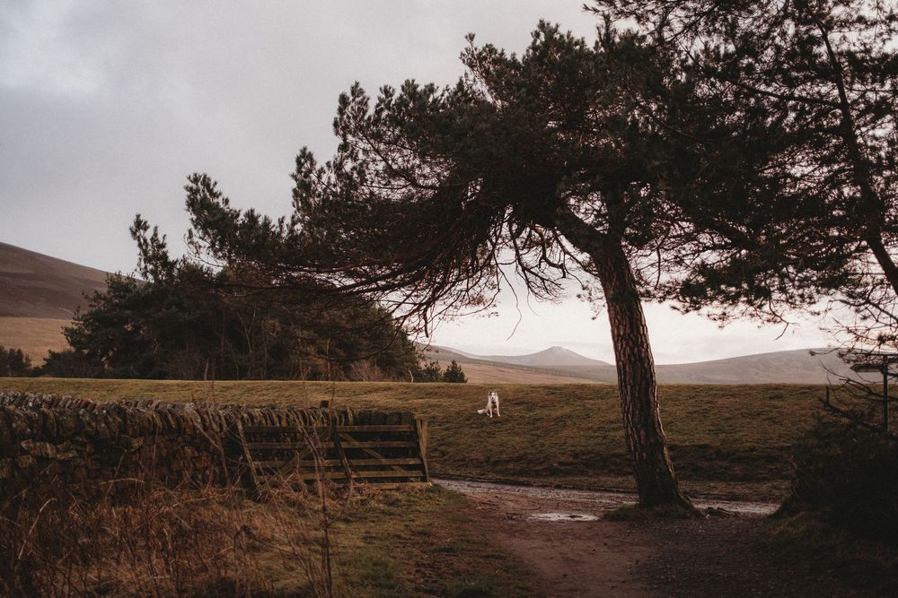 A lone white animal grazes in a vast green highland landscape beneath a windswept pine tree on an overcast day.
