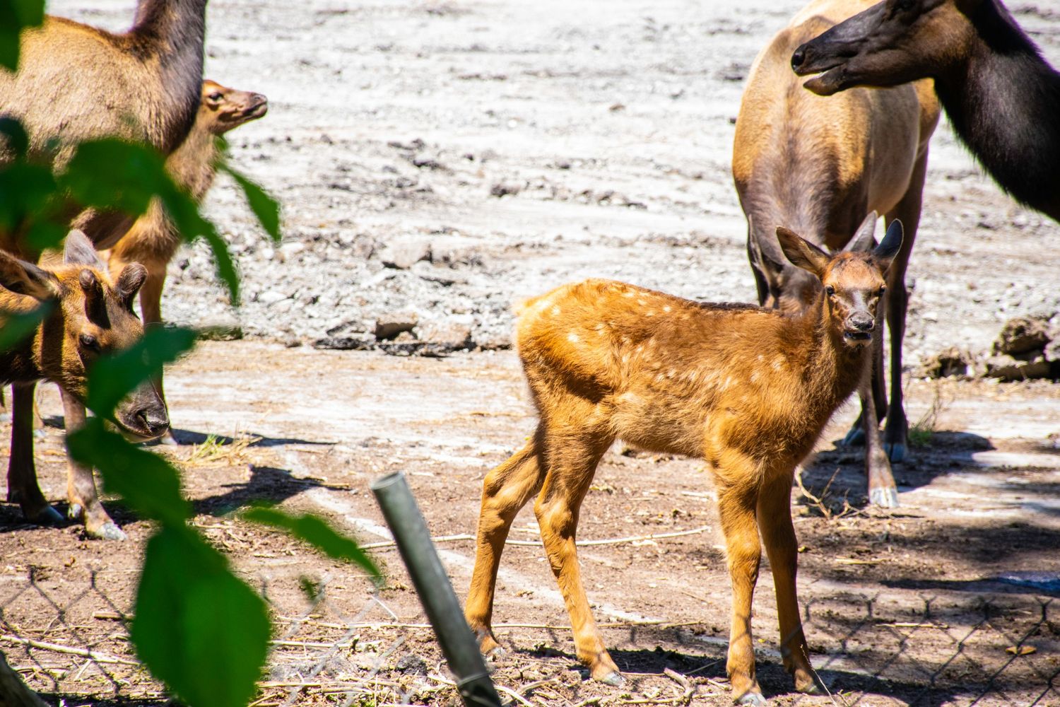 Baby elk calf stands close to its mother in a natural woodland setting.