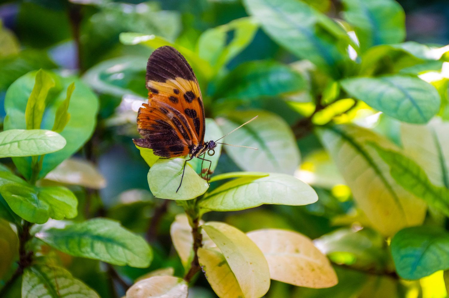 Orange and brown butterfly perches delicately on green foliage in soft focus.