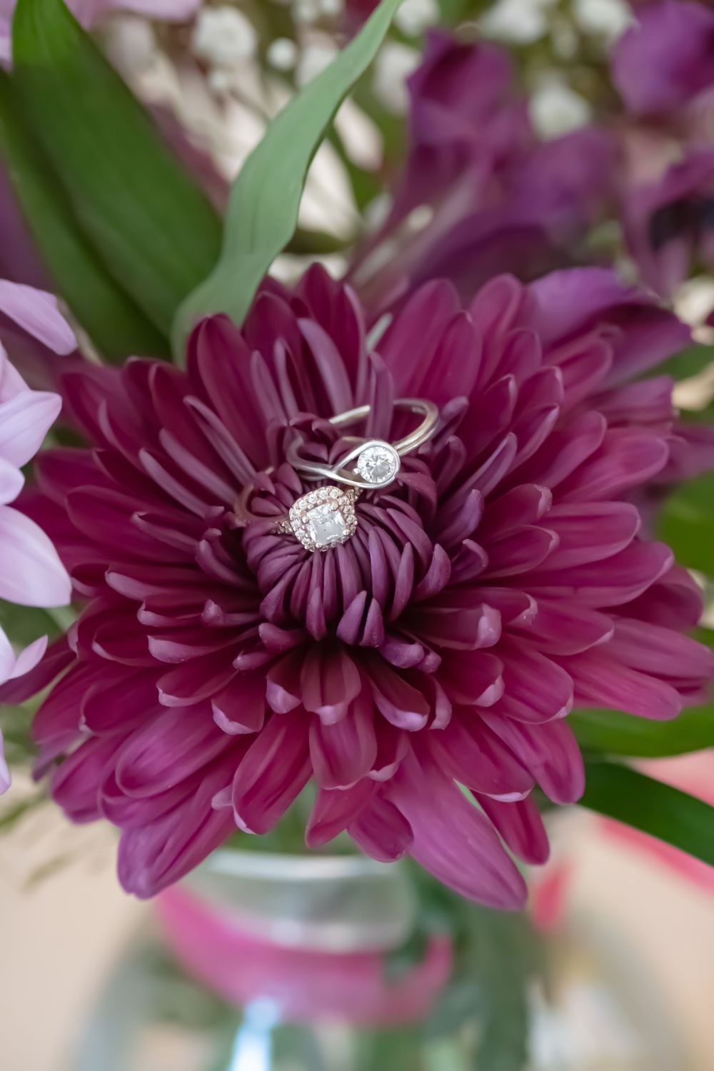 Close-up sequence showing a deep purple chrysanthemum flower blooming with delicate layered petals against green leaves.