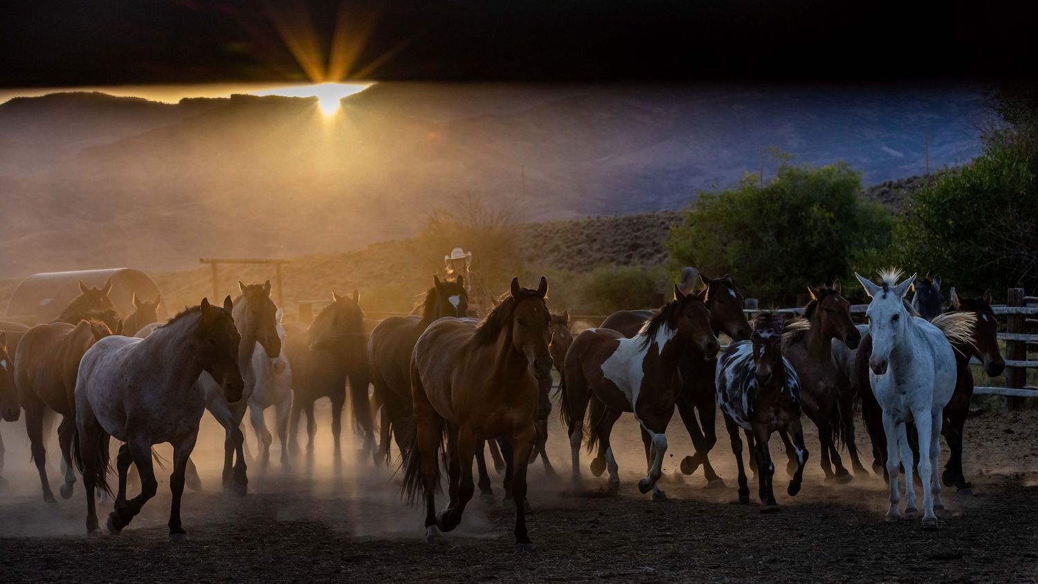 Herd of horses runs through dusty sunset landscape creating dramatic silhouettes.