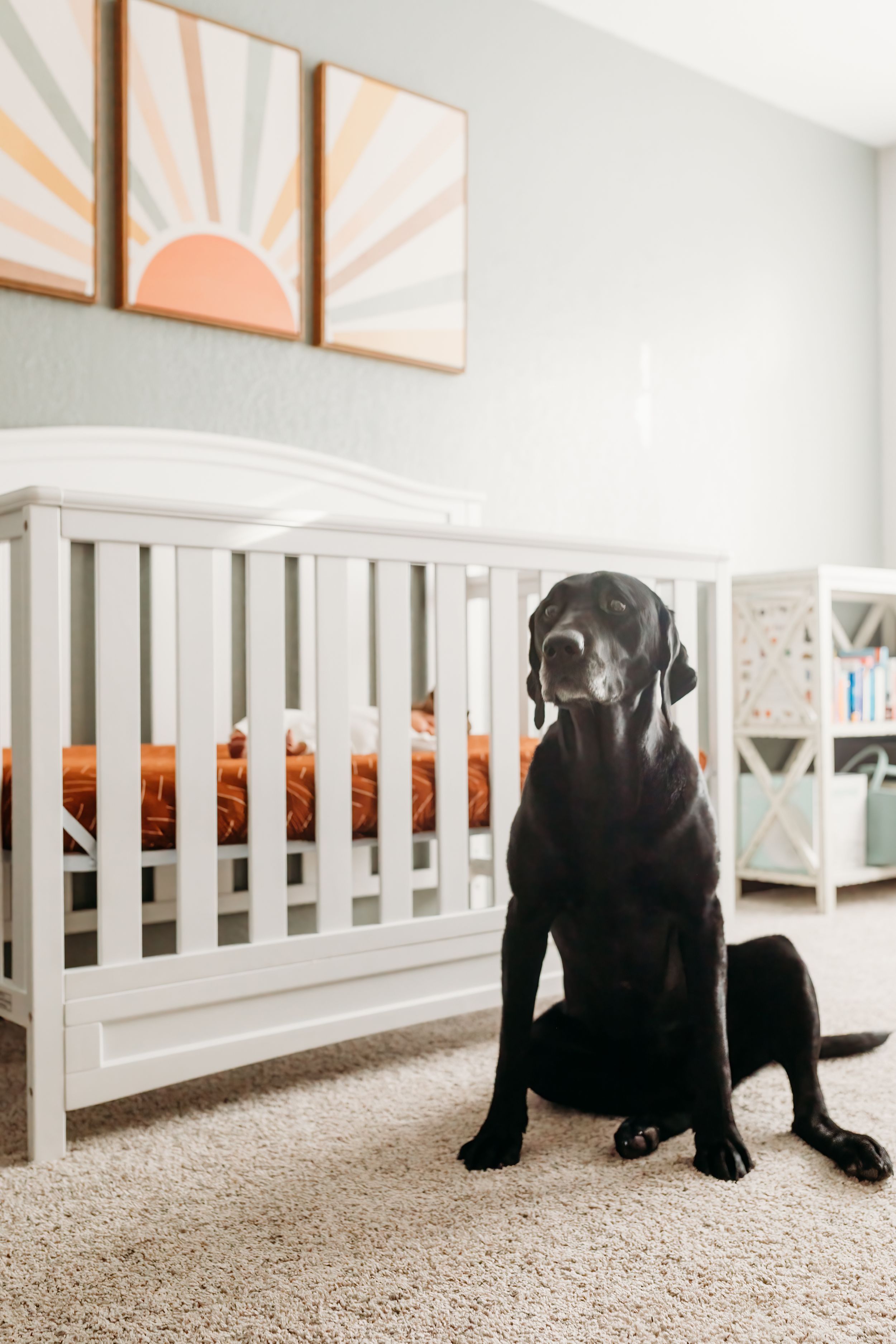 Black Labrador dog sitting on carpet near white crib in nursery with wall art.