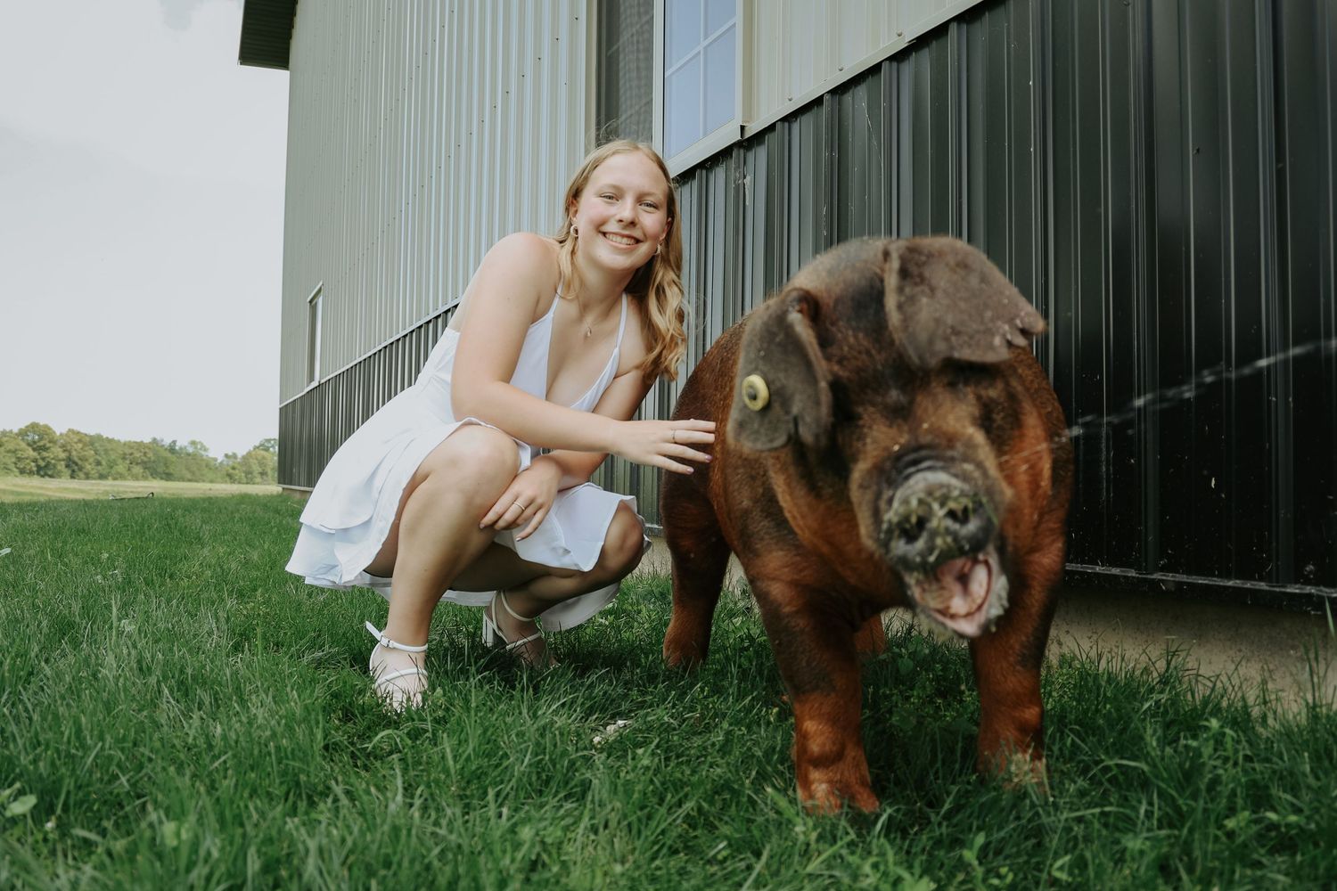 A large brown dog stands in the grass beside a barn wall on a sunny day.