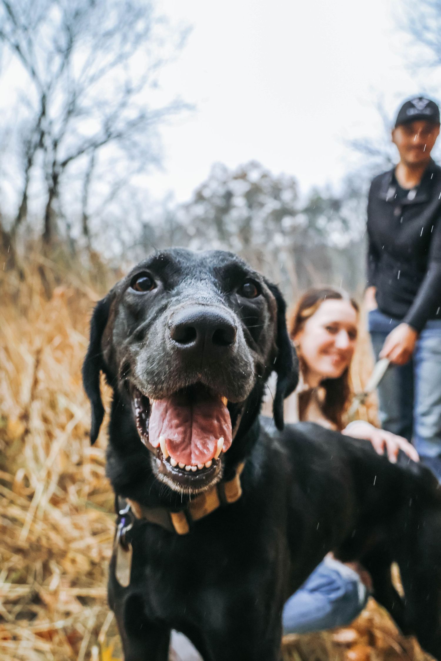 Happy black dog with gleaming smile poses for close-up photo outdoors in autumn setting.