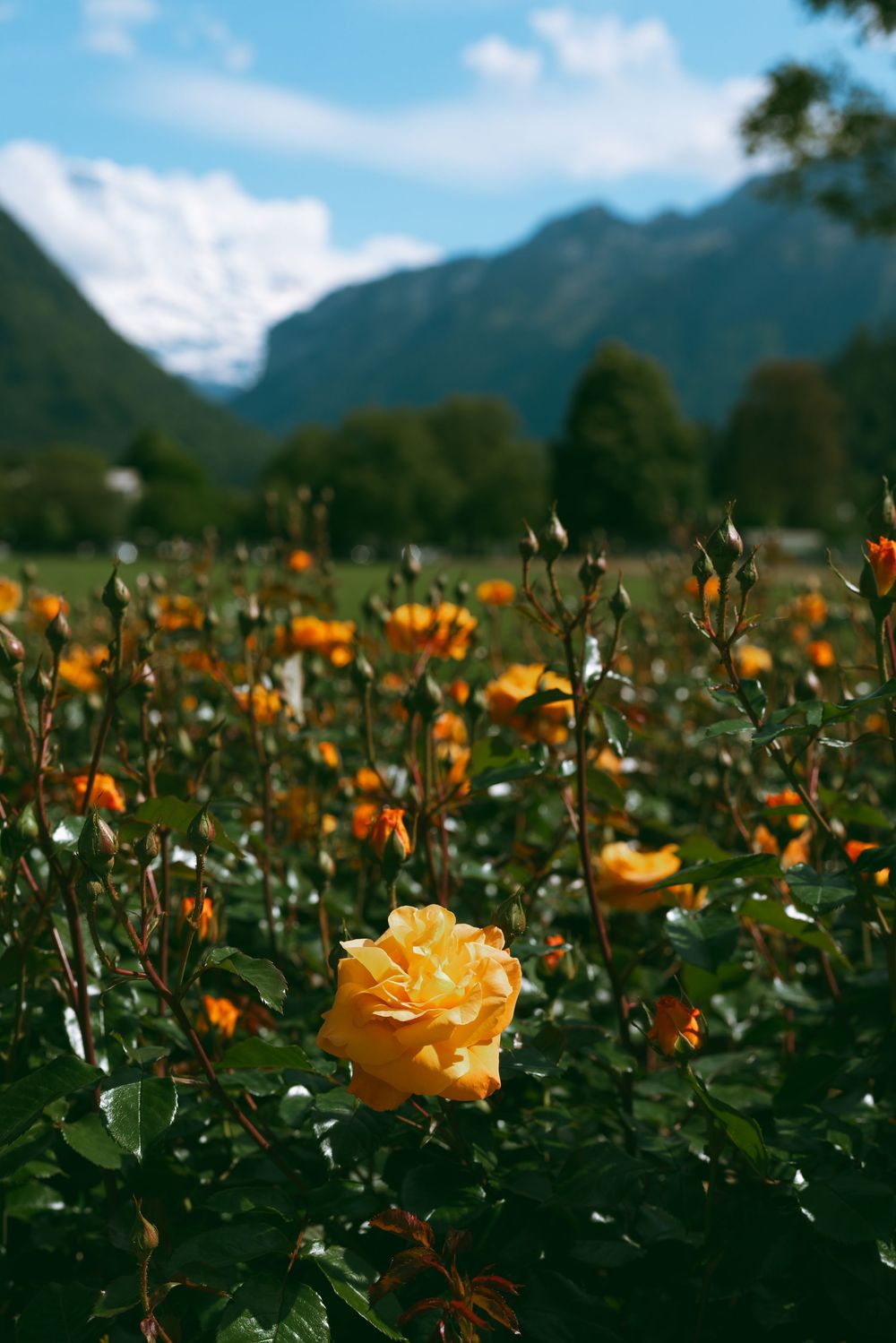 A yellow rose blooms in a garden with mountain peaks rising majestically in the background under blue skies.