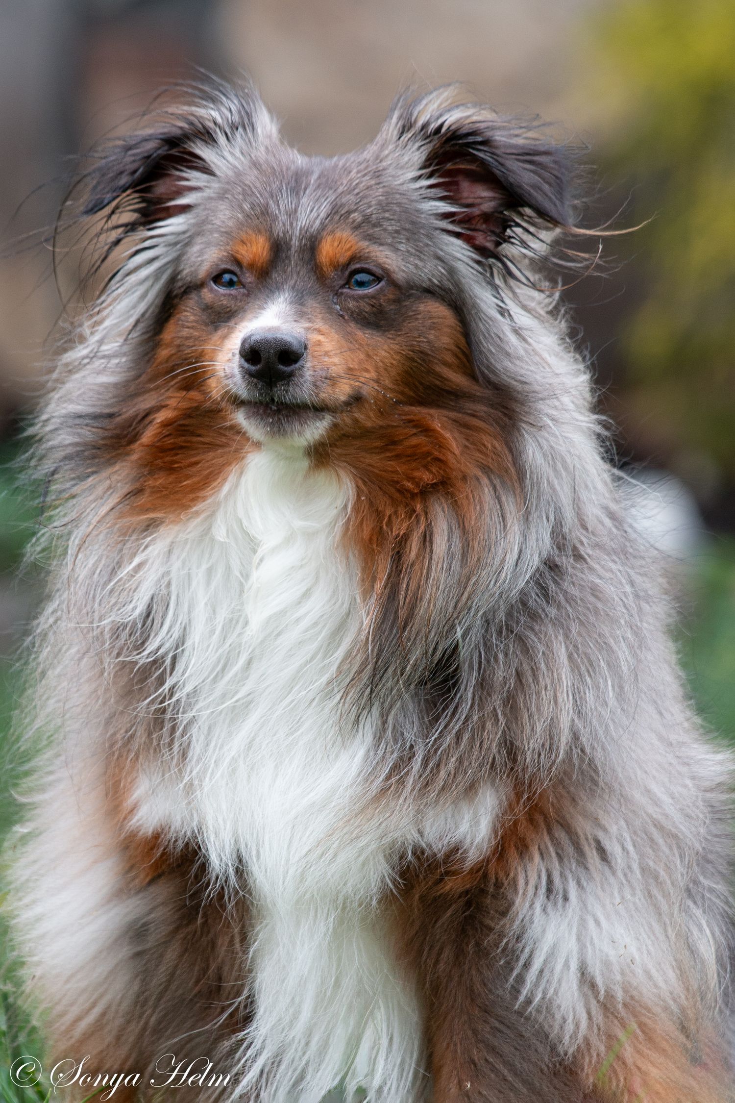 Shetland sheepdog with fluffy tri-colored coat poses for portrait with alert expression.