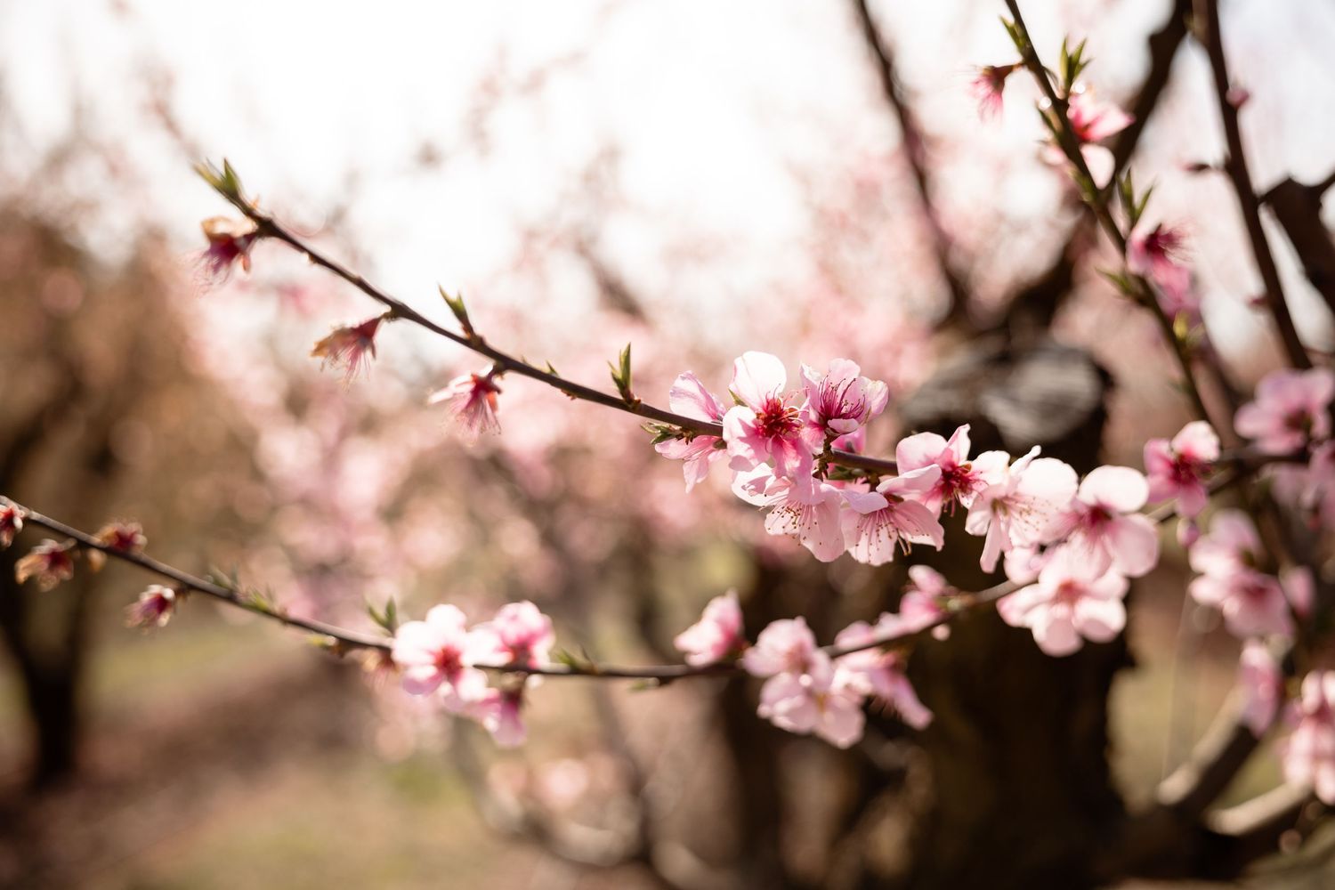 photographie dans les pêchers arbres en fleurs roses
