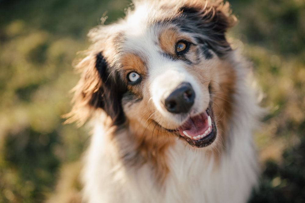 Claudia Margarethe | emotionale Hundeportraits
