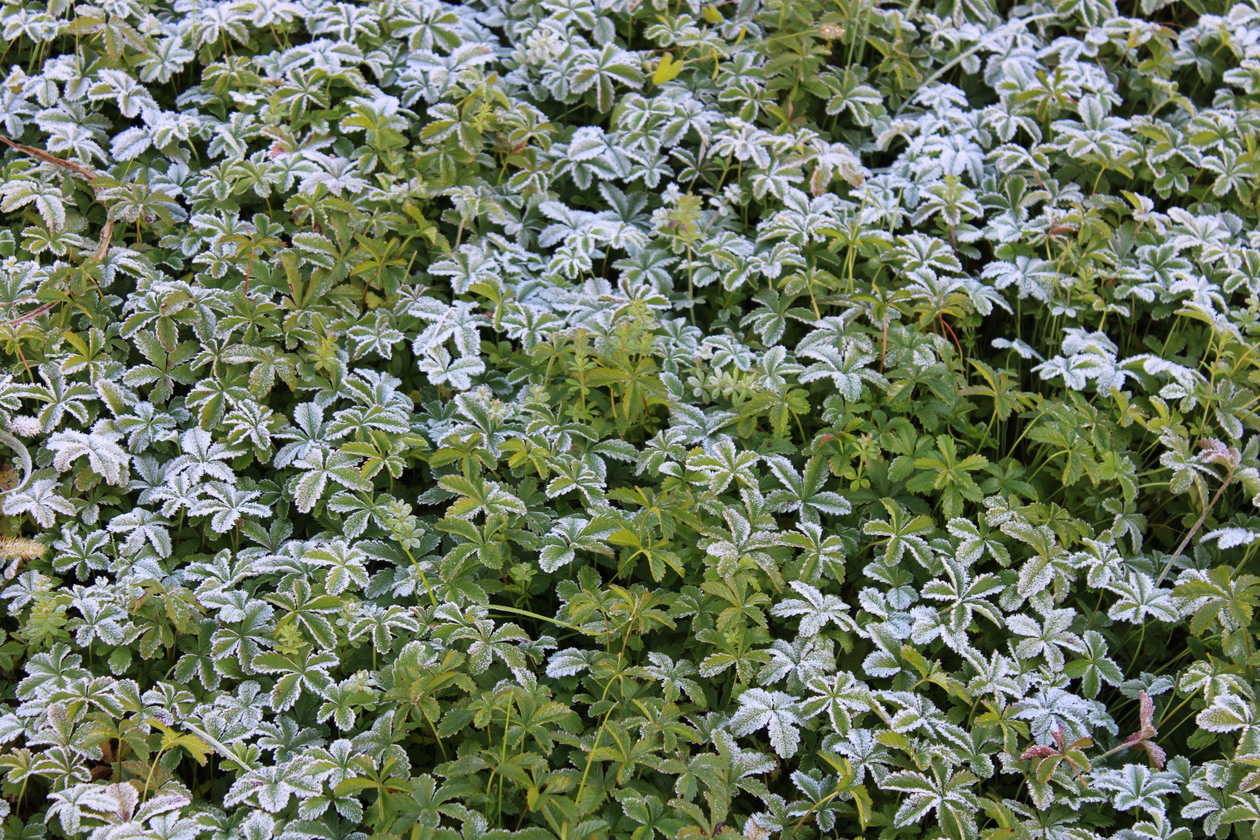 Morning frost