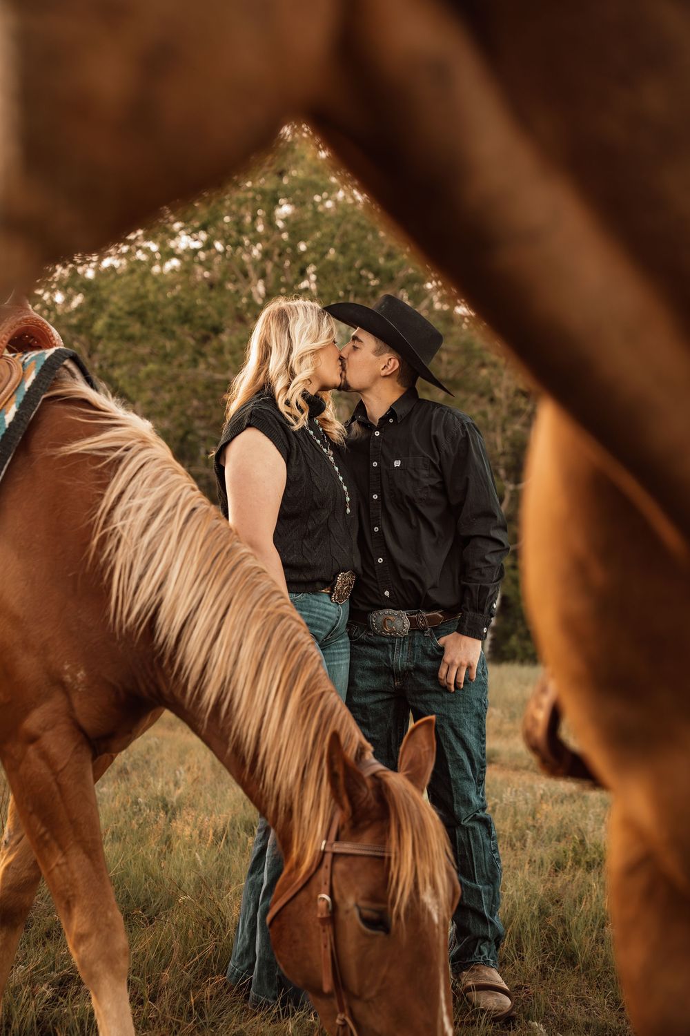 Couple in black western attire kissing between horses in a golden field during a romantic country engagement session.