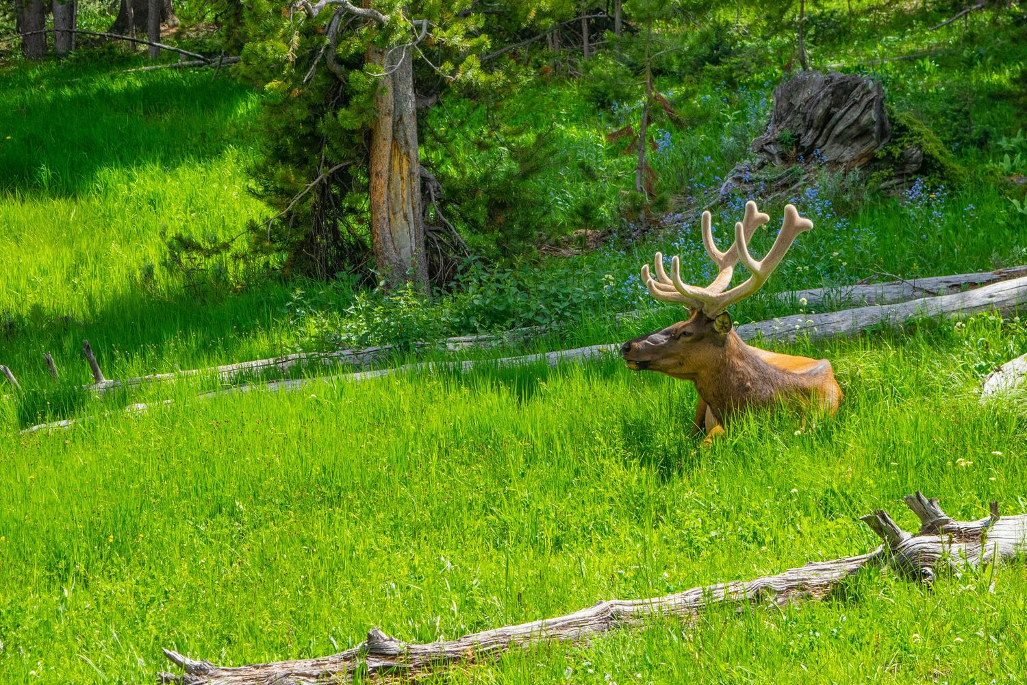 Bull elk with impressive antlers resting in sunlit meadow with fallen logs.