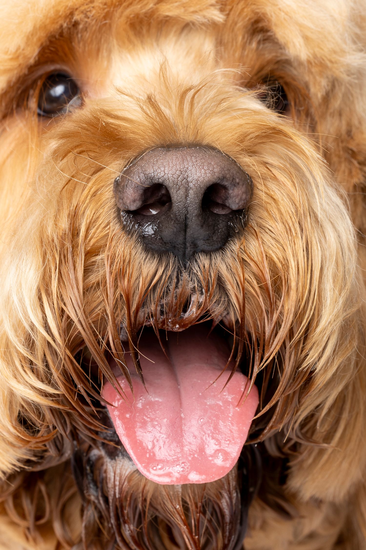 Close up portrait of a Golden-doodle dog with golden fur showing nose and tongue.