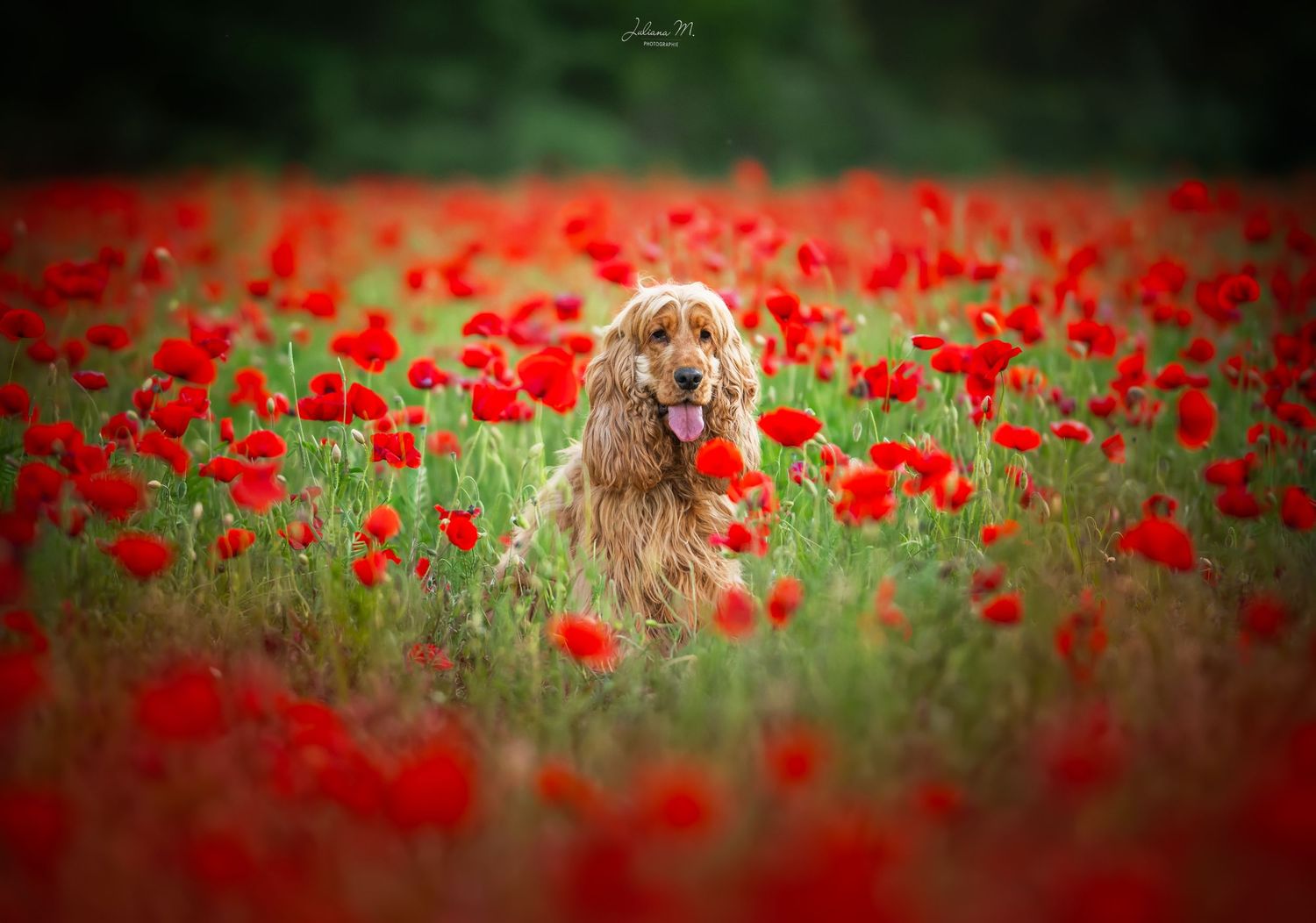 Shooting photo près d'Aix en Provence, photographiez votre chien dans les coquelicots