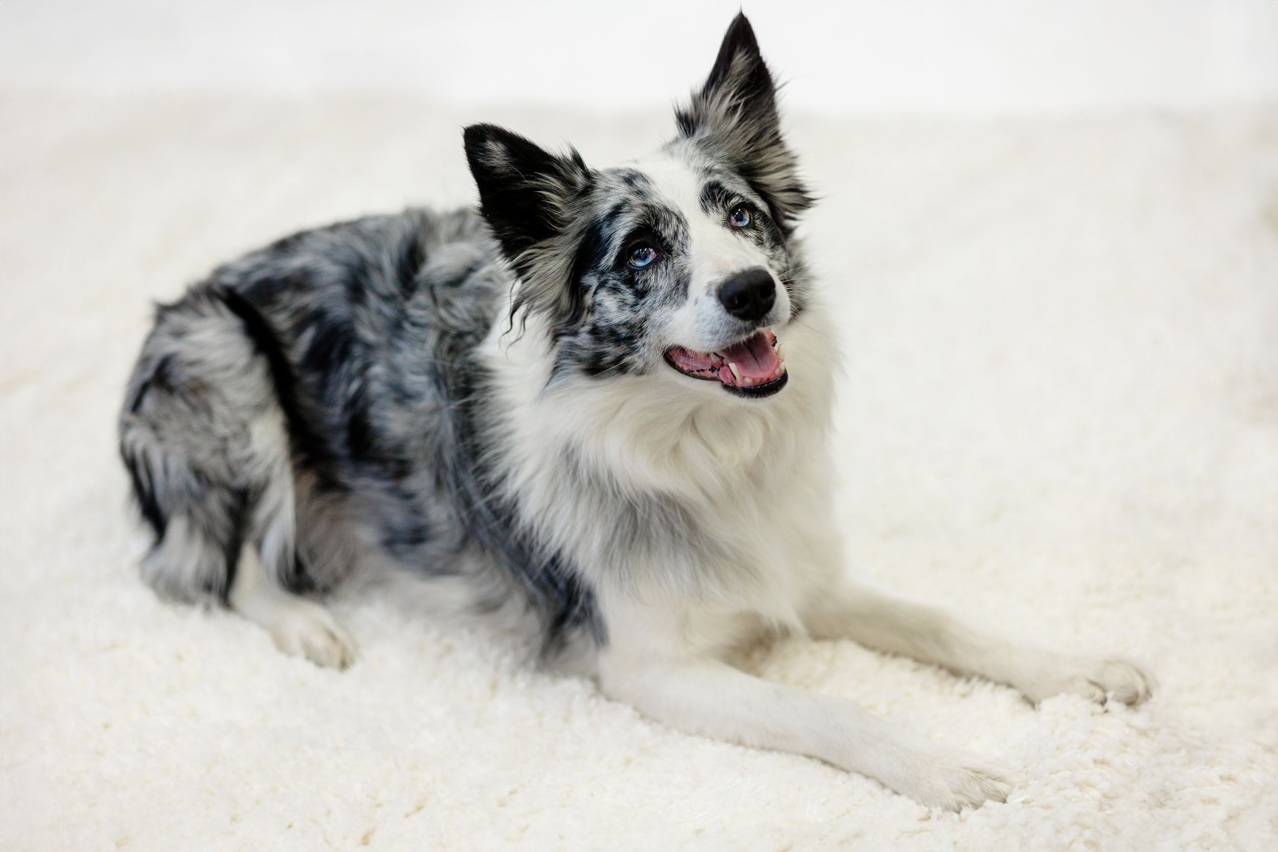 Border collie portrait