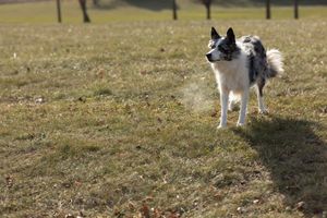 dog at the park