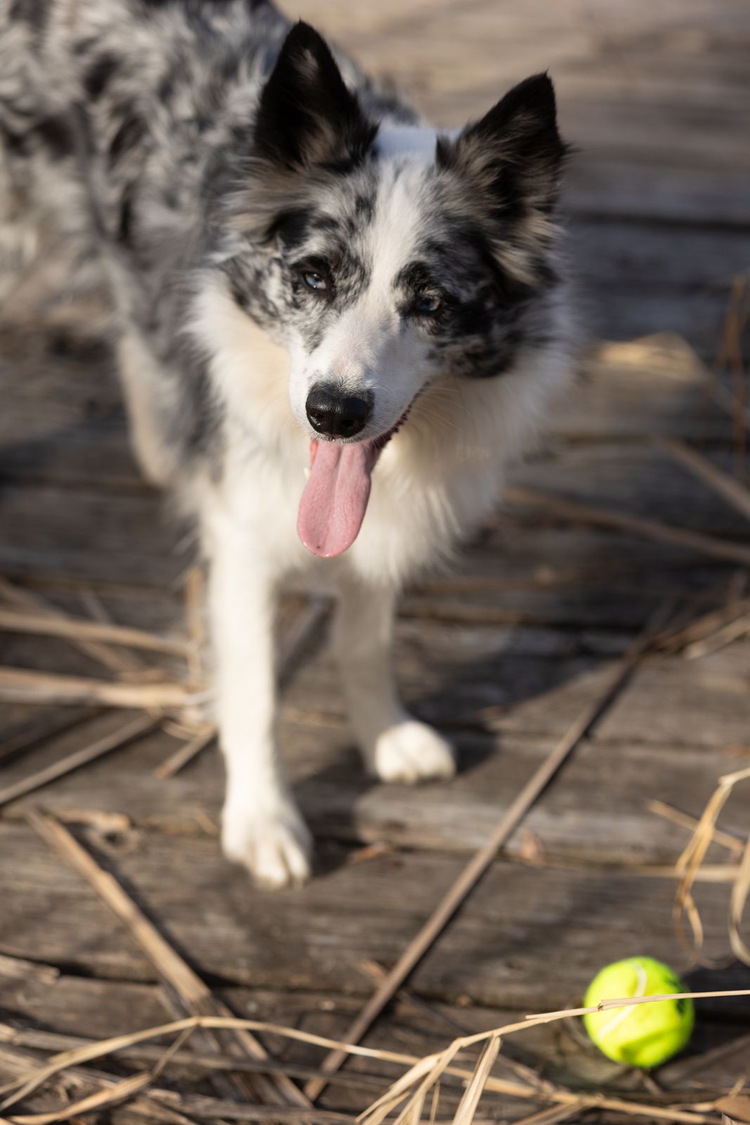 Dog waiting for ball