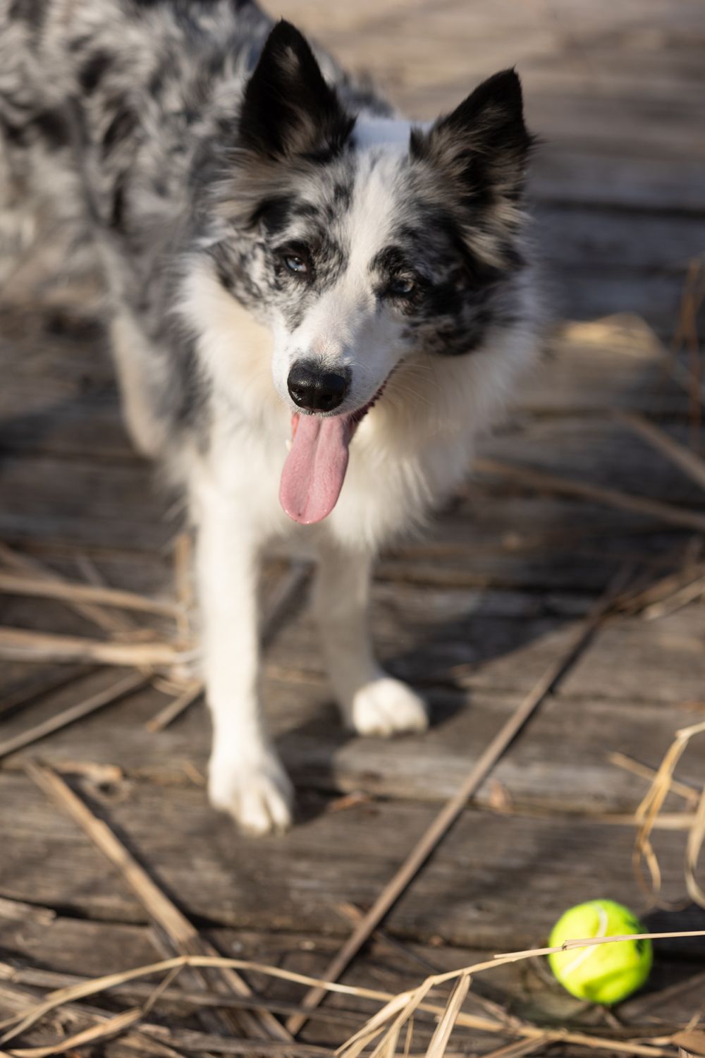 Dog waiting for ball