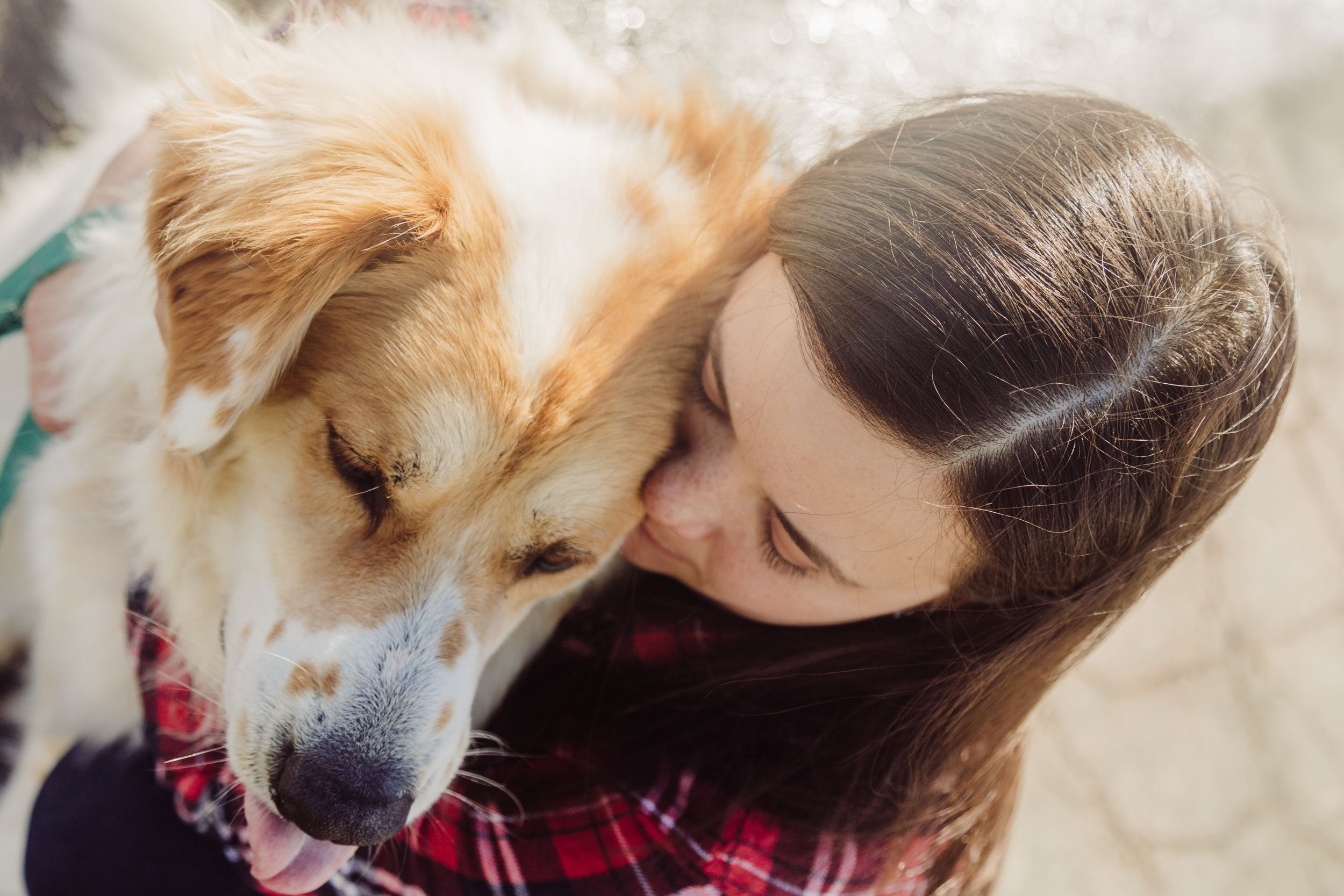 Dog good bye session
