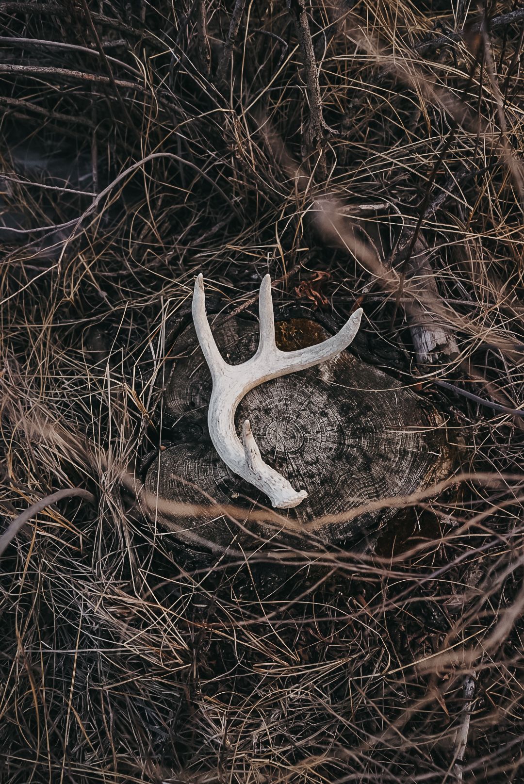 Fallen deer antler lying among bare winter branches and twigs.