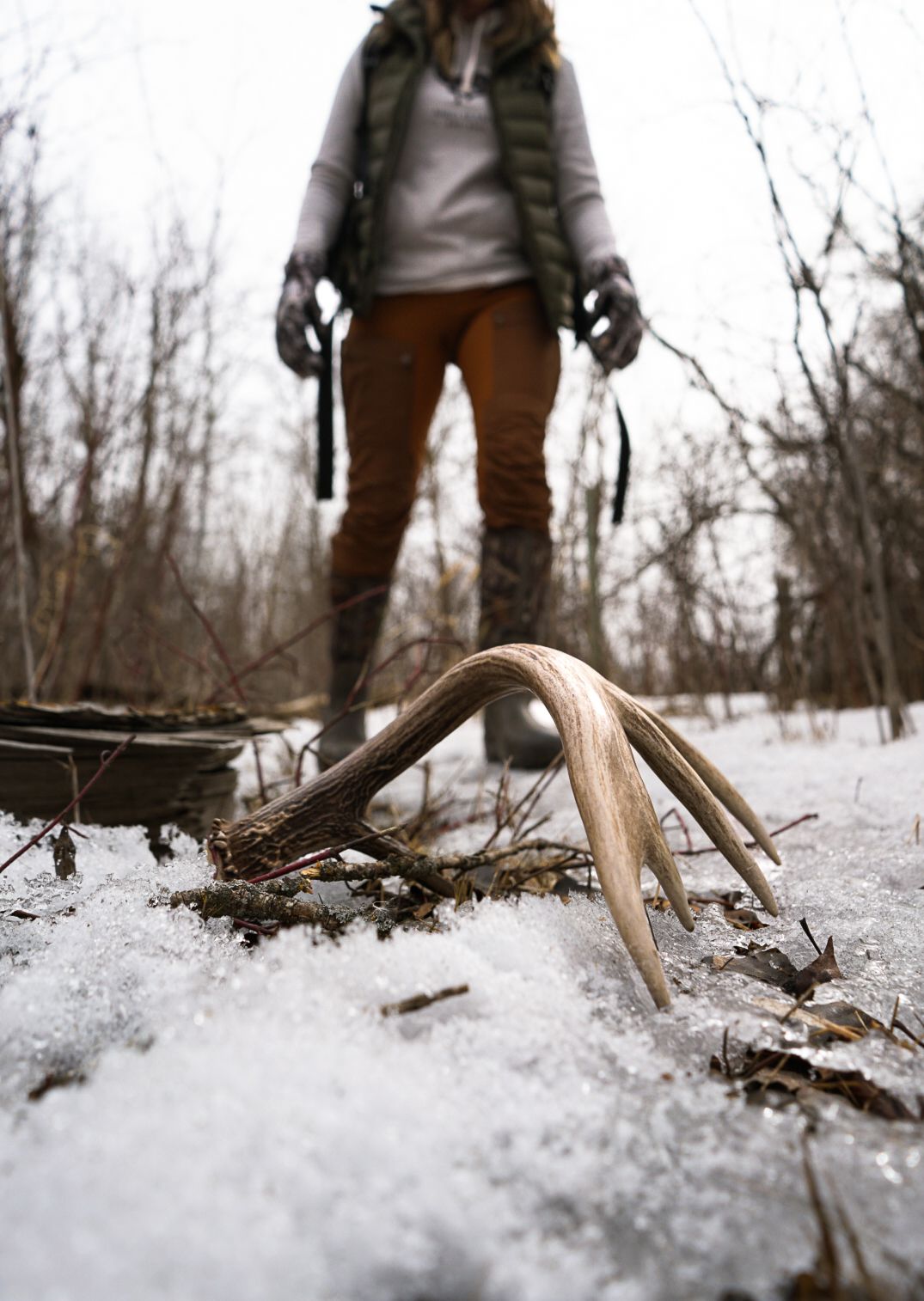 Deer antler being discovered in fresh snow during shed hunting season.