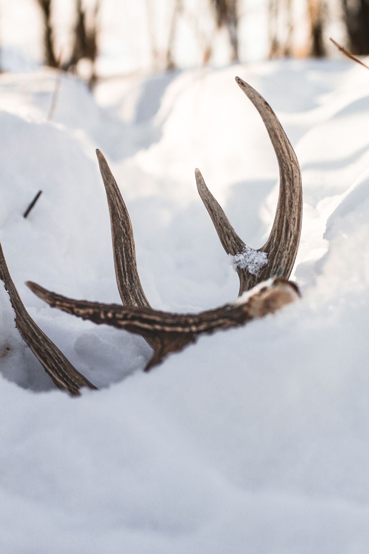Shed deer antler partially buried in pristine white snow.