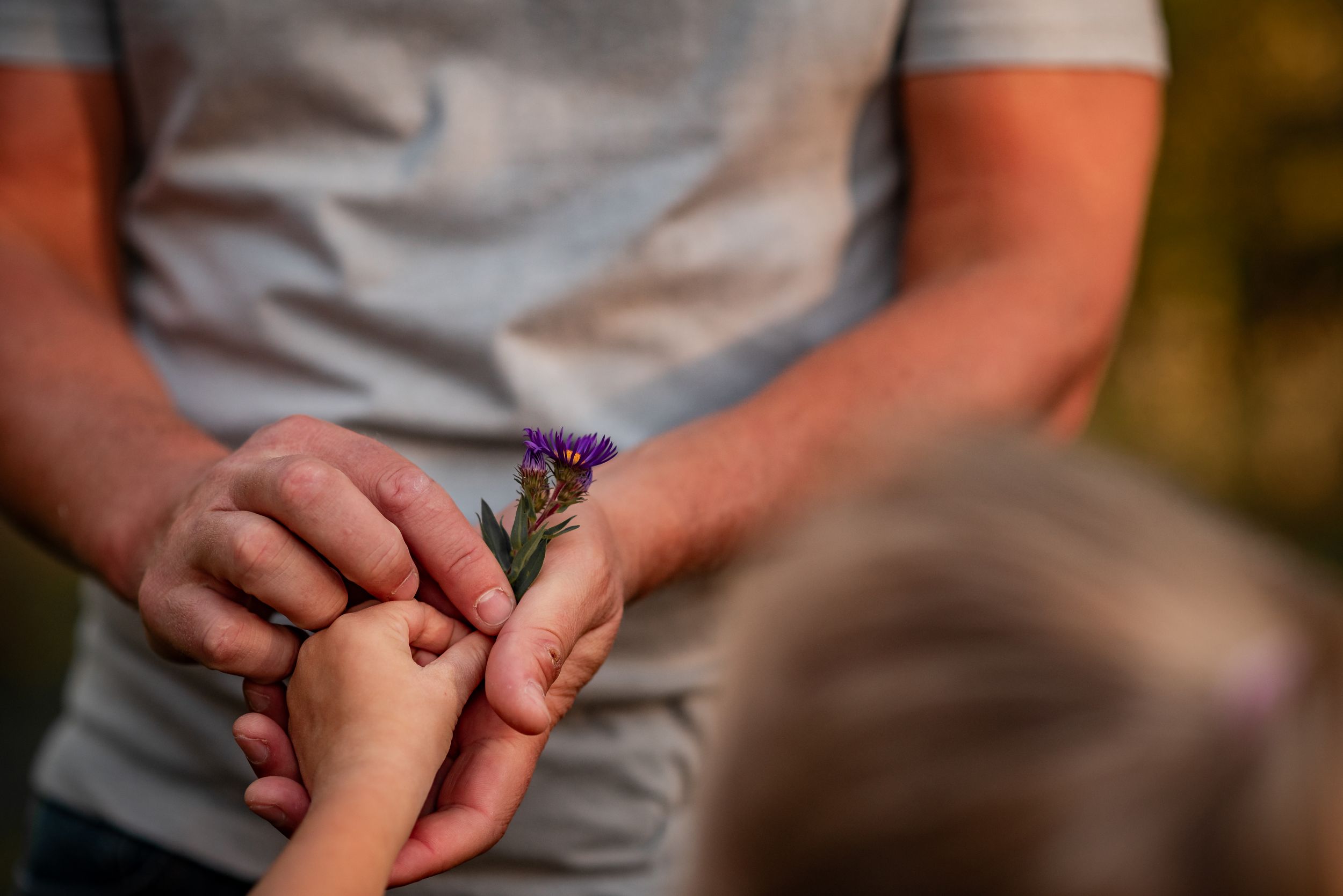 Close-up of hands sharing a small purple flower in warm evening light.