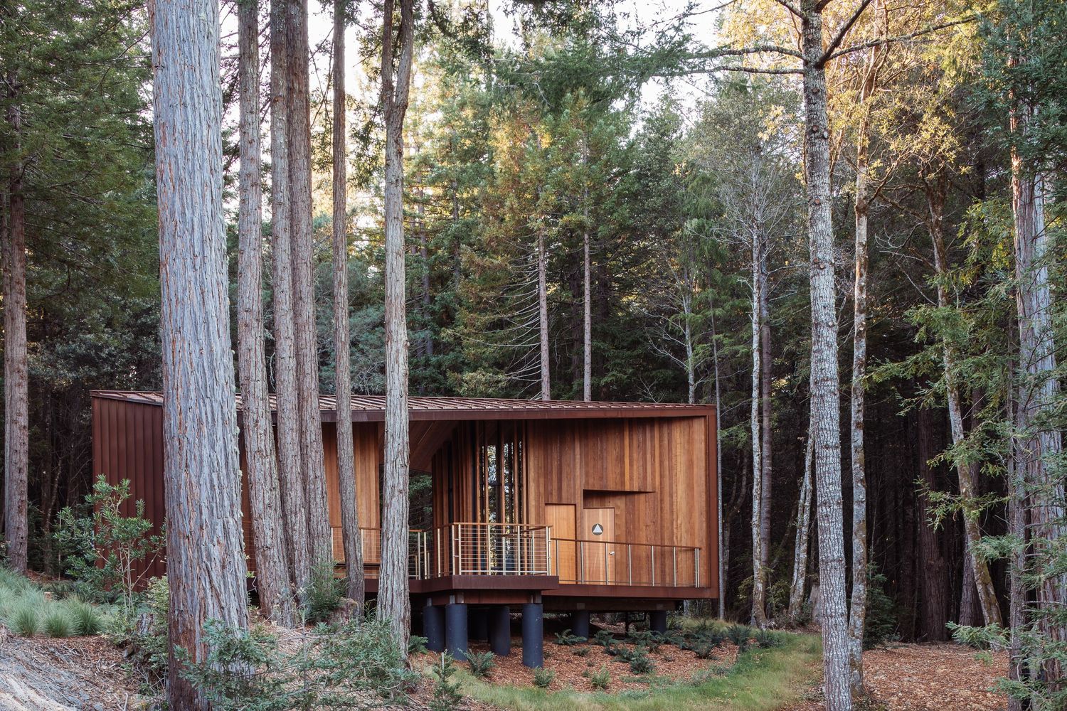 Modern wooden cabin nestled among tall pine trees in a tranquil forest setting.