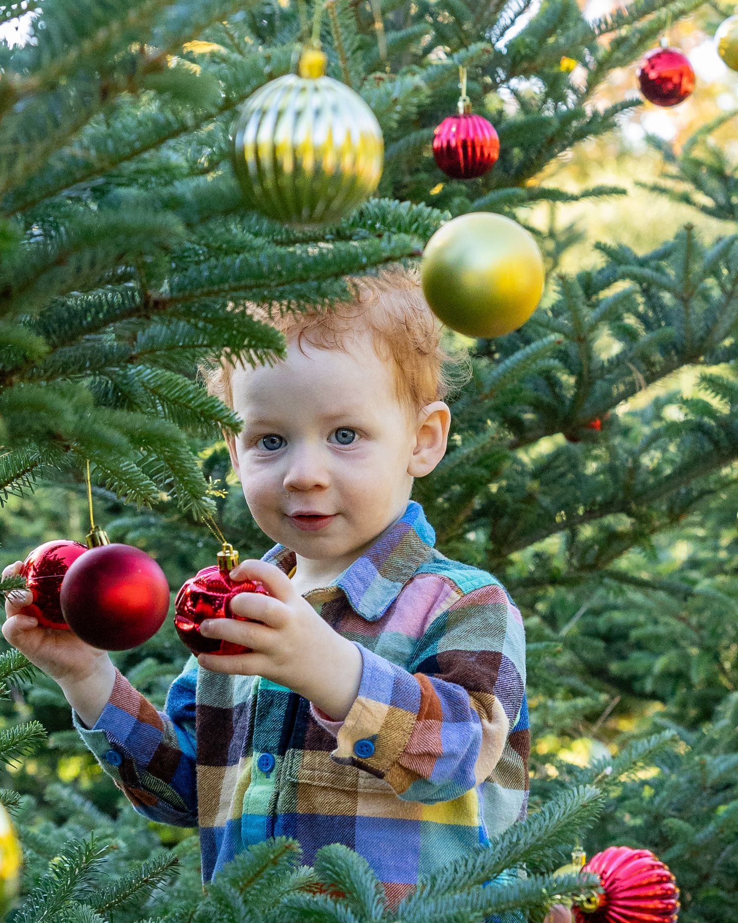 Young child decorating Christmas tree with red and gold ornaments during a mini session at Mistletoe Christmas Tree Farm Stow, MA