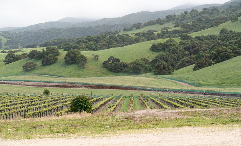 California Vineyard Wedding - Rustique Wines