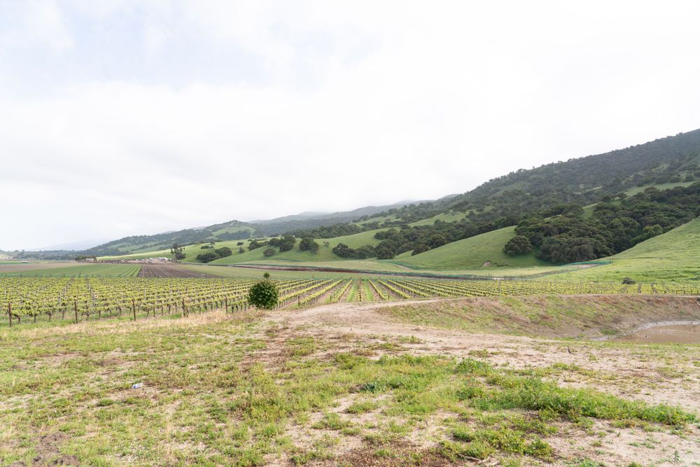 California Vineyard Wedding - Rustique Wines