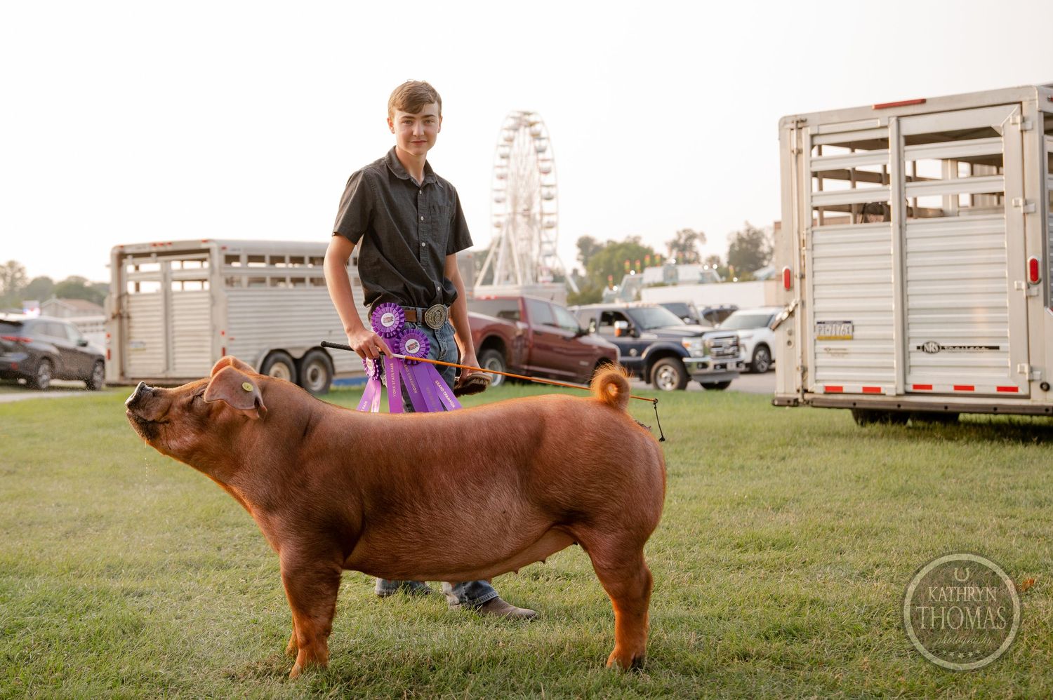A large red show pig being walked on grass with horse trailers and ferris wheel in background.