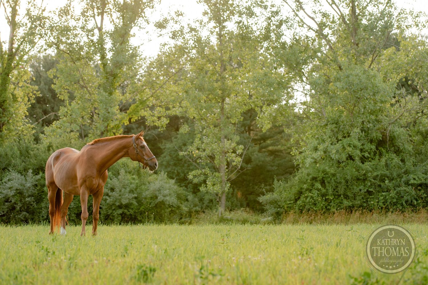 A majestic brown horse stands alert in a green pasture during sunset.