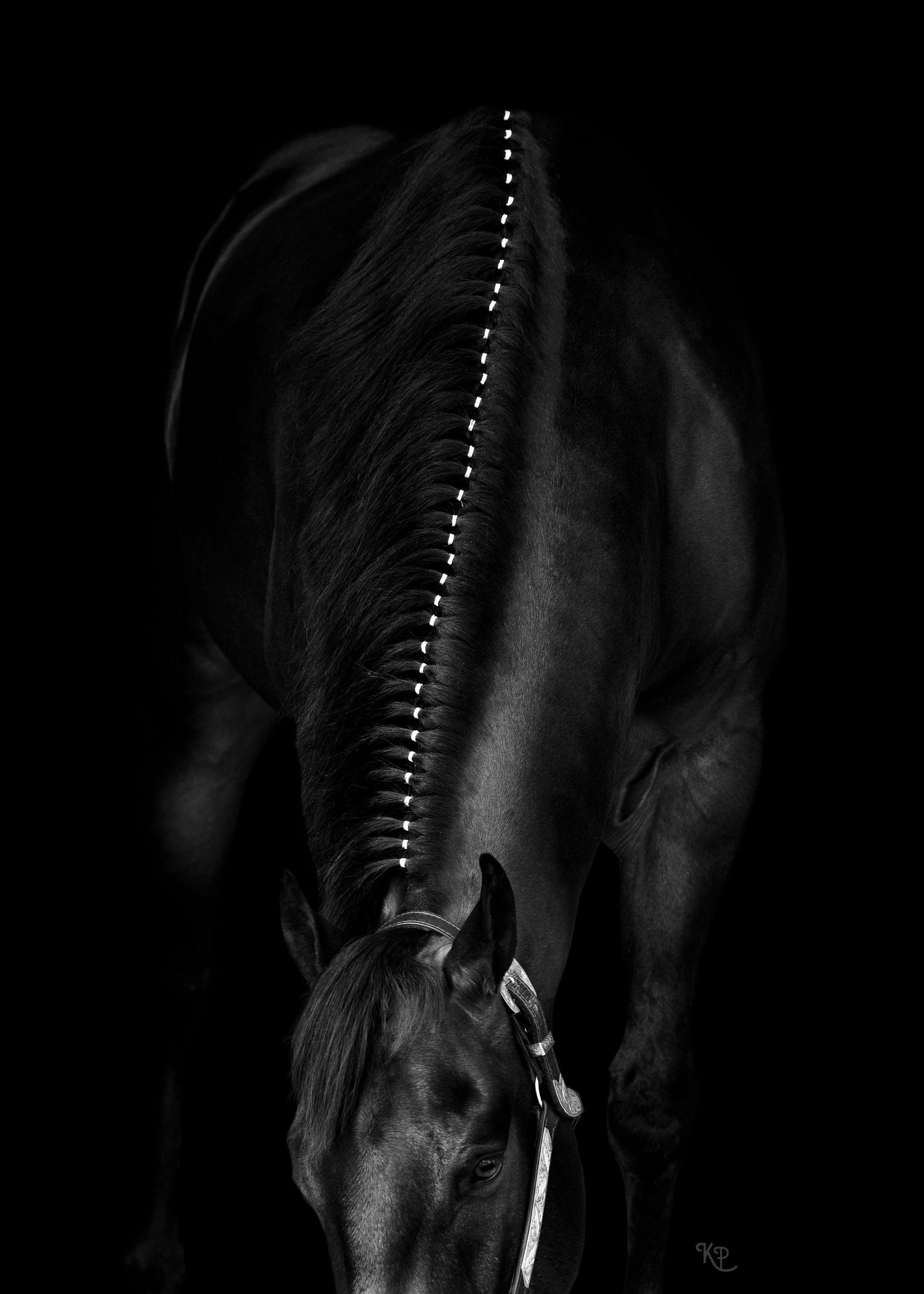 Black and white photo of a banded mane of a horse