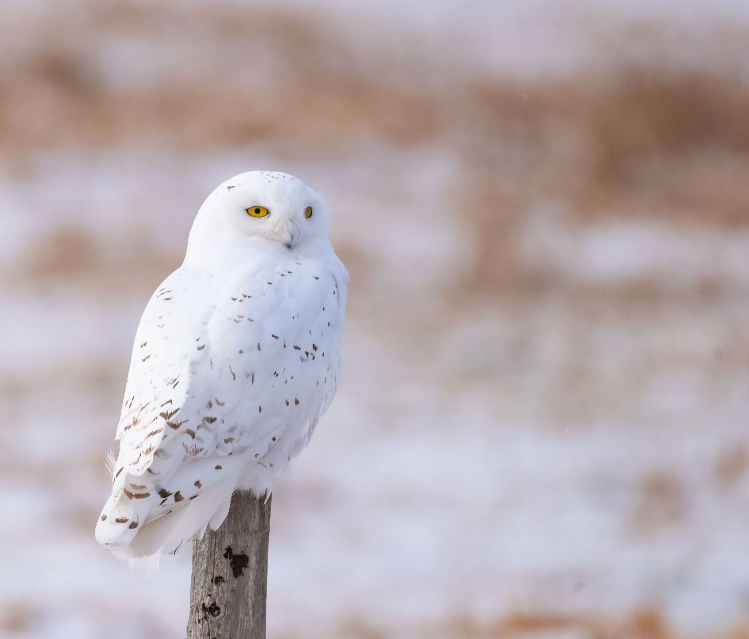 Snowy Owl - Jacob Collison Photography
