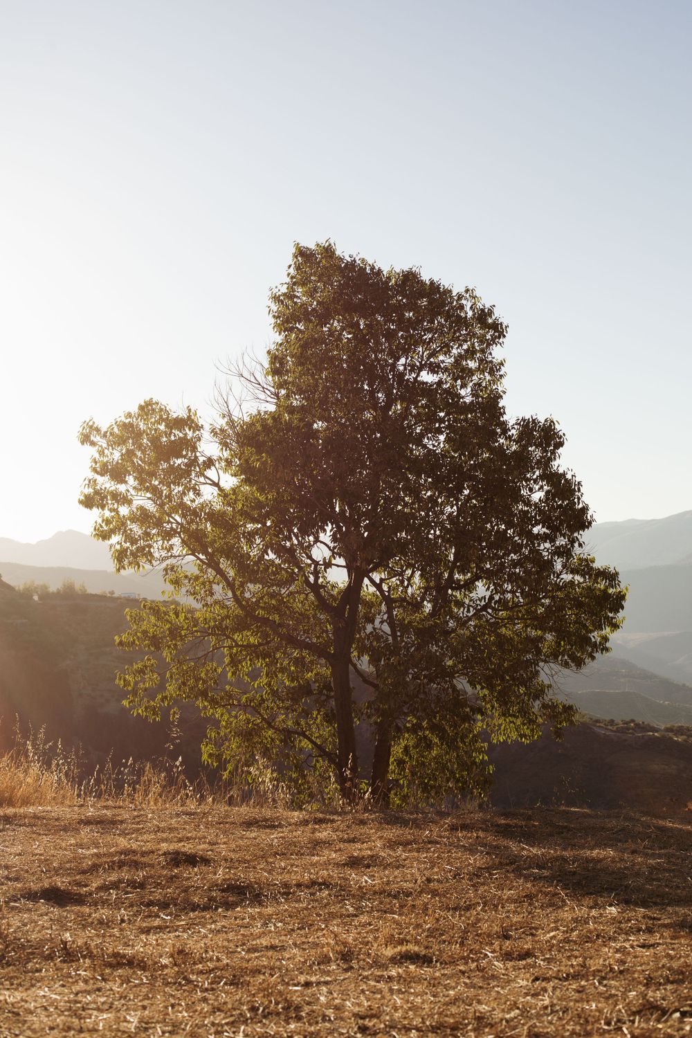 Lone tree silhouetted against mountains during sunset with golden light.