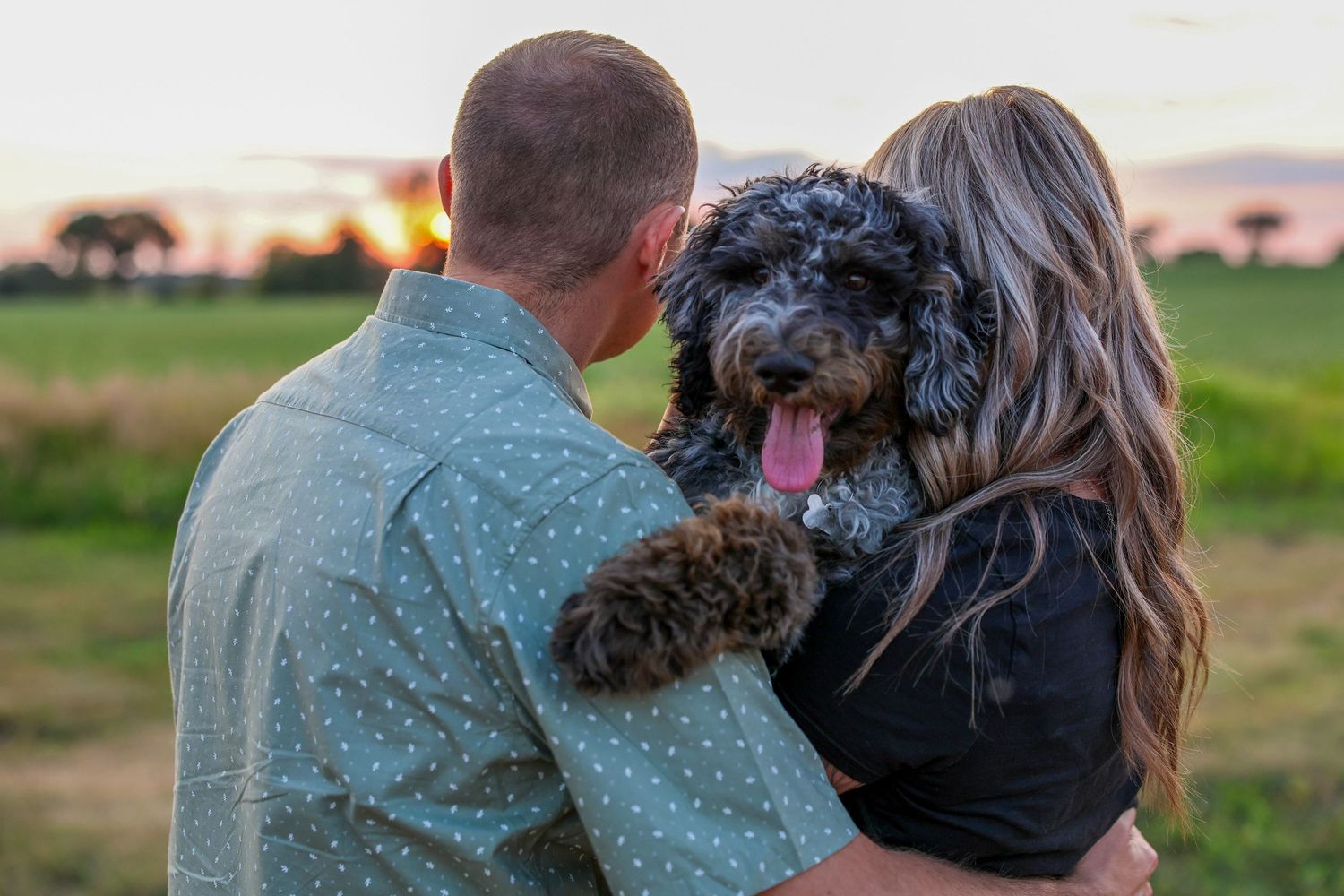 Couple holding a fluffy black Goldendoodle dog with tongue out at sunset in a green field.