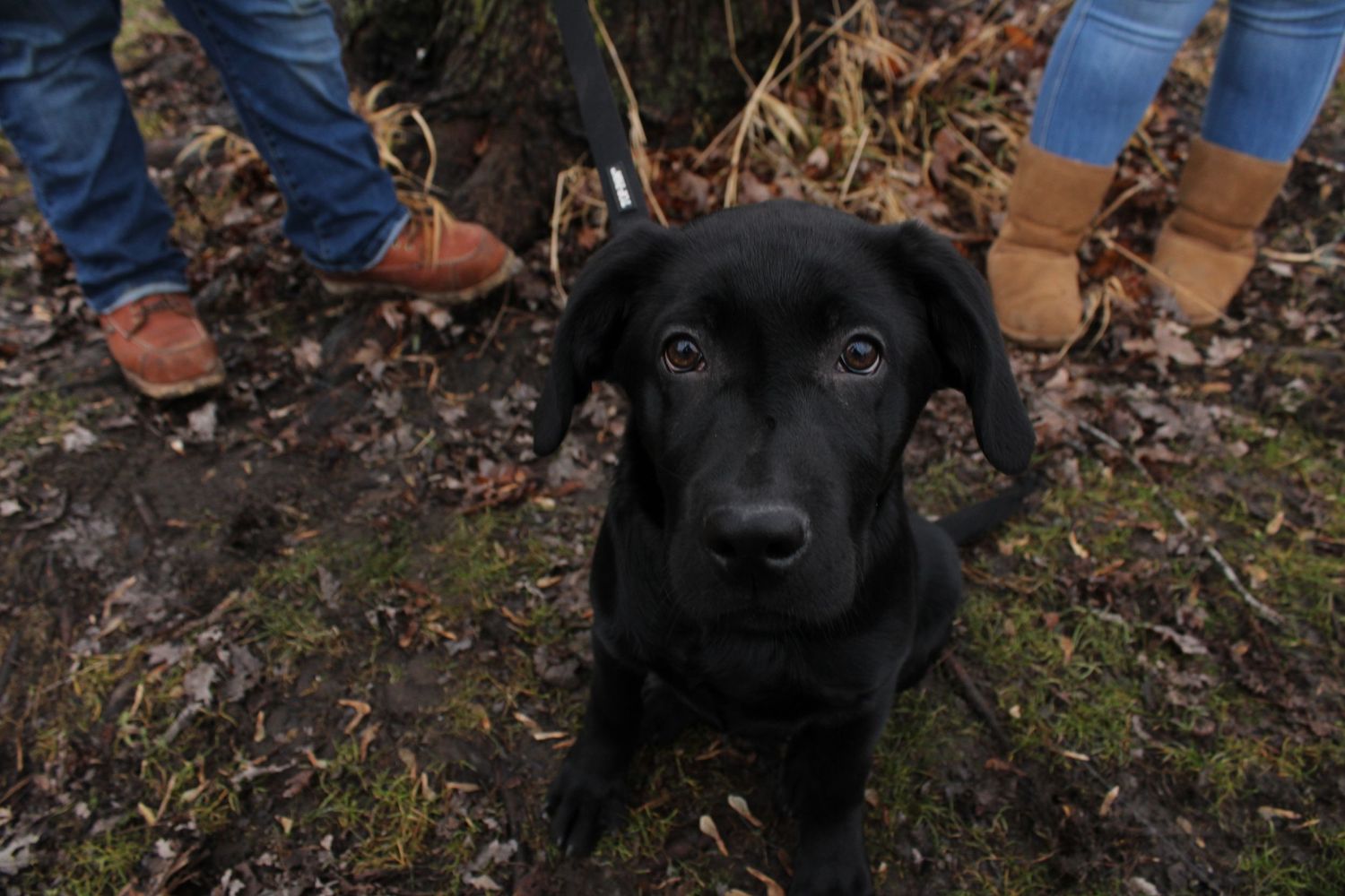 A black Labrador puppy sits on mossy ground between two people wearing boots in a wooded outdoor setting.