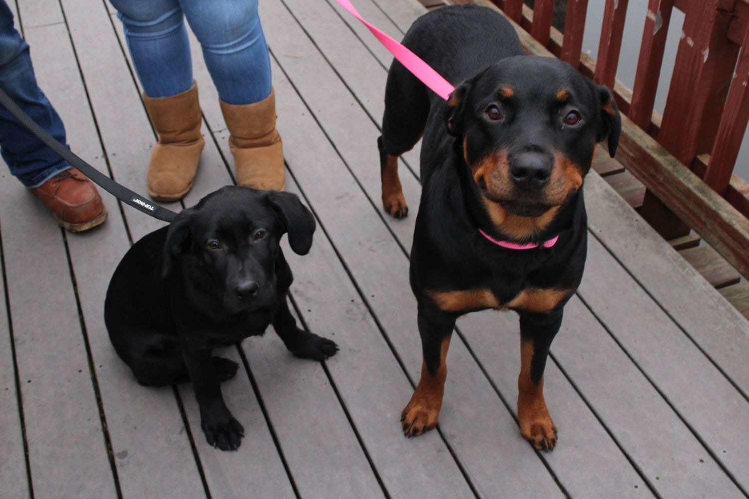 Two dogs on a wooden deck, a black Labrador puppy and a Rottweiler wearing a pink collar, held on leashes.