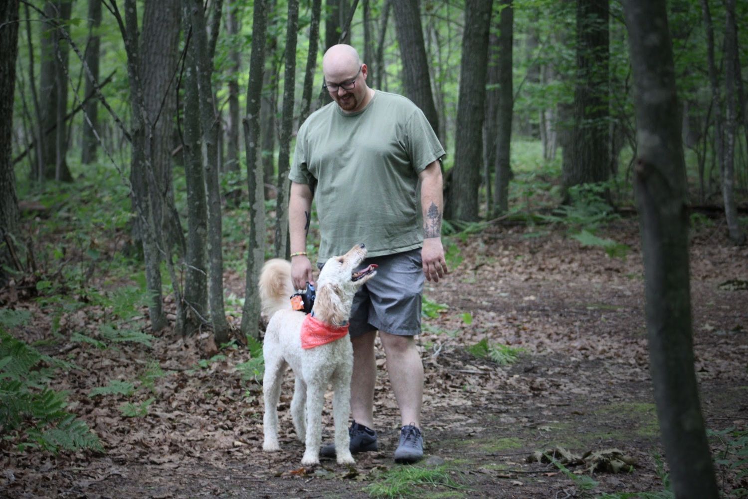Man walking a white dog with red harness on a forest trail surrounded by green trees.